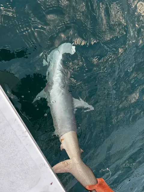 Browns Bay Fishing Club member photo