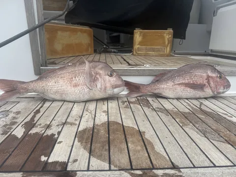 Browns Bay Fishing Club member photo