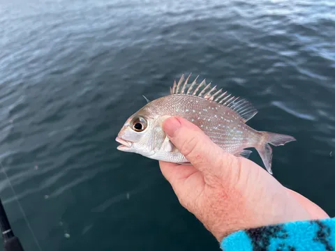 Browns Bay Fishing Club member photo
