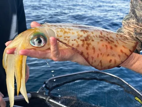 Browns Bay Fishing Club member photo