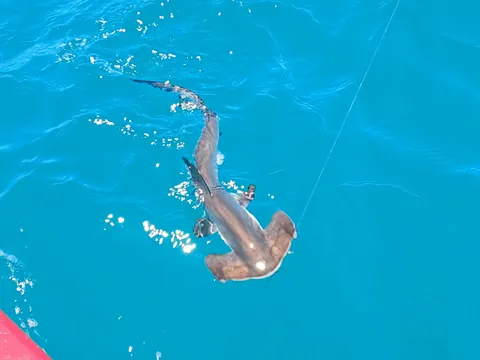 Browns Bay Fishing Club member photo
