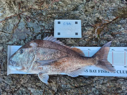 Browns Bay Fishing Club member photo